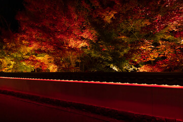 An illuminated red leaves at the traditional garden at night in autumn wide shot