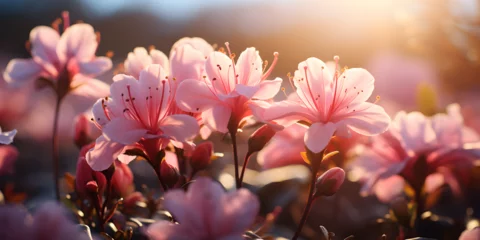  Closeup of pink azalea flowers in daylight © arte ador