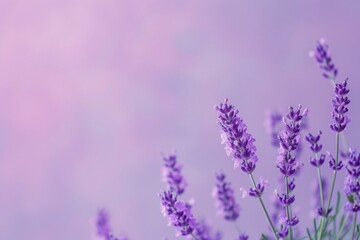 a tranquil solid color background in soothing lavender, evoking a sense of peace and relaxation