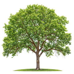 Walnut Tree PNG tree forest transparent background