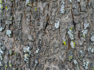 Close-up mango tree texture in the garden for nature background.