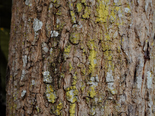 Close-up mango tree texture in the garden for nature background.