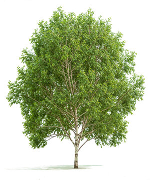 Poplar Tree PNG transparent file 