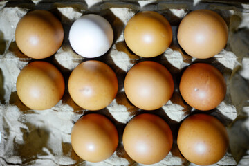 Local chicken eggs are among broiler chicken eggs, marked by color differences