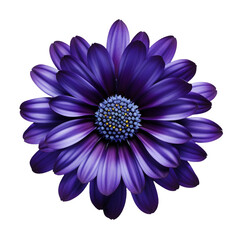 Cineraria flower isolated on transparent background