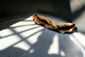 Photo of dry leaves falling into the laundry tub, exposed by the shadow of the wooden clothesline above it