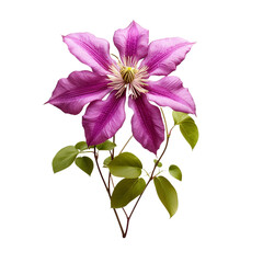 Clematis flower isolated on transparent background