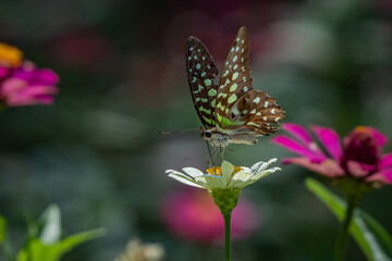 Tailed jay butterfly Graphium agamemnon feeding on sulphur cosmos flower nectar in flower garden, natural bokeh background