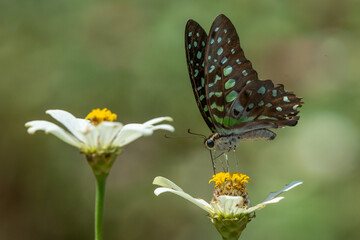 Tailed jay butterfly Graphium agamemnon feeding on sulphur cosmos flower nectar in flower garden, natural bokeh background