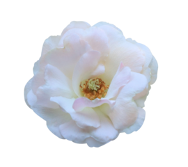 Close up pink-white rose head flower isolated on transparent background.