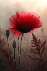 Red poppy flower blossom in the mist and fog, vertical background