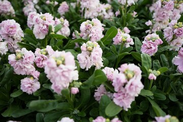 優雅なストックの花畑