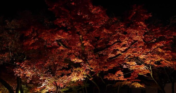 An illuminated red leaves at the traditional garden at night in autumn