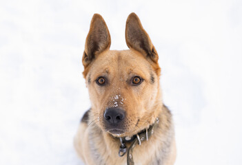 Curious dog looking at camera on white background.