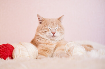 Striped red cat plays, sleeps with pink and white balls, skeins of thread on a white bed. Favorite pets concept