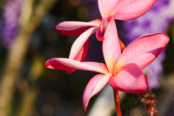 Fototapeta premium Pink frangipani flowers on natural background
