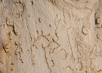 Close-up of light gray birch tree bark.  pattern of vintage wood texture background.
