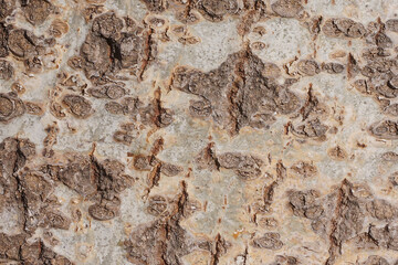 Close up of white bark and knot of paper birch. pattern of vintage wood texture background.
