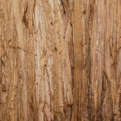 light brown tree bark with rough texture, making it suitable for creating a seamless background. pattern of vintage wood texture background.