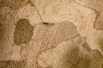 Partial close-up of birch tree bark with beautiful patterns.  pattern of vintage wood texture background.
