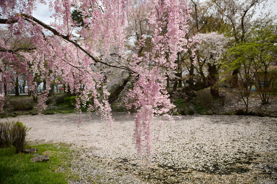 枝垂れ桜と花筏