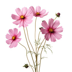 Cosmos flower isolated on transparent background