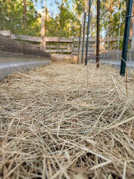 Vertical photo of a raised garden bed covered with straw