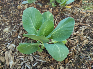 Close-up shot of a young collard plant in a garden with wood chips