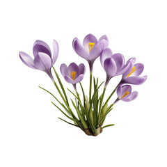 Crocus flower isolated on transparent background