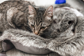 Beautiful gray striped adult cat with green eyes lies on gray artificial fur blanket in room with gray interior	