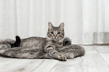 Beautiful gray striped adult cat with green eyes looking into camera and lying on gray artificial...