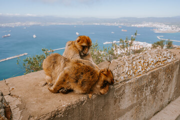Gibraltar, Britain - January 24, 2024 -  two Barbary macaques grooming on a wall with a backdrop of the Gibraltar harbor and sea.