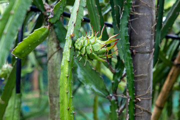 the dragon fruit tree waiting for the harvest in the agriculture farm in Bangladesh, pitahaya plantation dragon fruit.