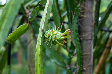 the dragon fruit tree waiting for the harvest in the agriculture farm in Bangladesh, pitahaya plantation dragon fruit.