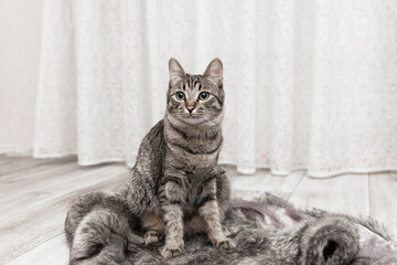 Gray striped cat sitting on fur blanket in gray interior