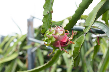 the dragon fruit tree waiting for the harvest in the agriculture farm in Bangladesh, pitahaya...