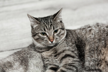 Beautiful gray striped adult cat with green eyes not looking into camera and lying on gray artificial fur blanket in room with gray interior
