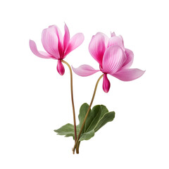 Fototapeta premium Cyclamen flower isolated on transparent background