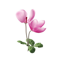 Cyclamen flower isolated on transparent background