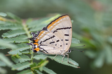 Australian Common Imperial Blue Butterfly resting on wattle tree branch