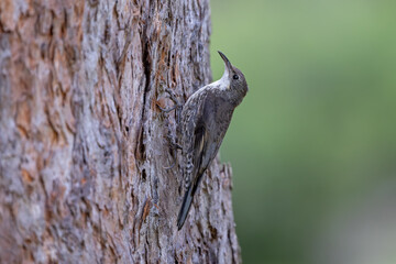 Australian White-throated Treecreeper hunting for invertebrates beneath tree bark