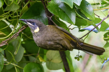 Australian Lewin's Honeyeater perched in foliage