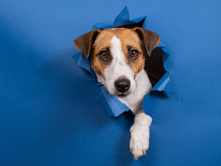 Funny dog jack russell terrier climbs out of a paper blue background breaking a hole in it. 