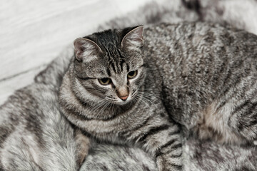 Beautiful gray striped adult cat with green eyes lies on gray artificial fur blanket in room with gray interior
