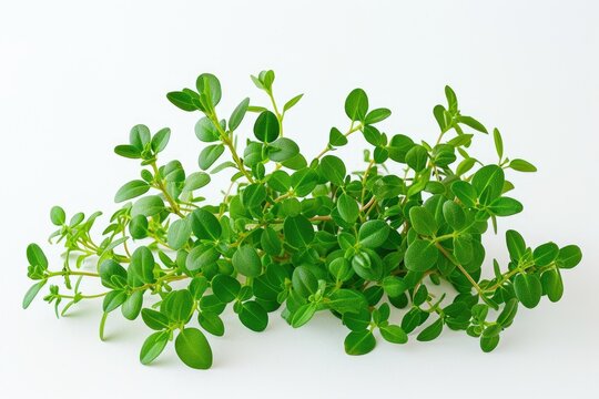 Agathosma betulina plant ( Buchu plant ) on a white background.