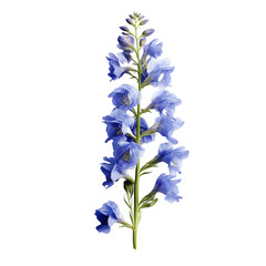 Delphinium flower isolated on transparent background