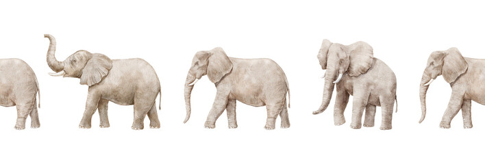 Seamless border with watercolor realistic elephants isolated - obrazy, fototapety, plakaty