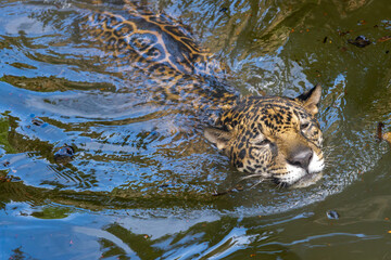 A jaguar (Panthera onca)  swims in the water © milkovasa