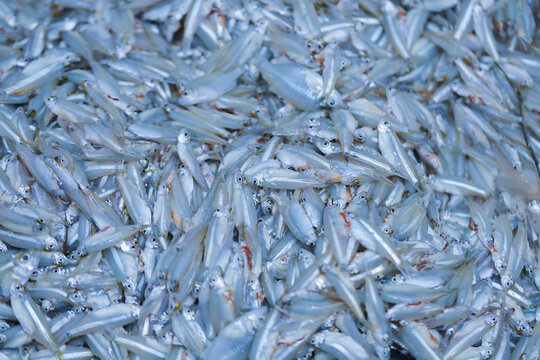 Glass minnow,(Siw Kaew) Thai fish is a small freshwater fish, in the market.