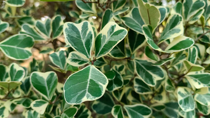 Close-up mottled leaves, Beautiful green leaves, Characteristics of the leaf pattern
